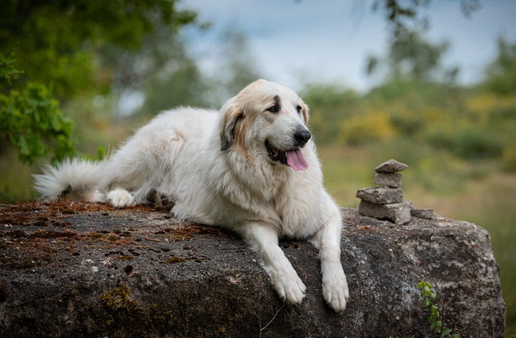 cane più calmo
