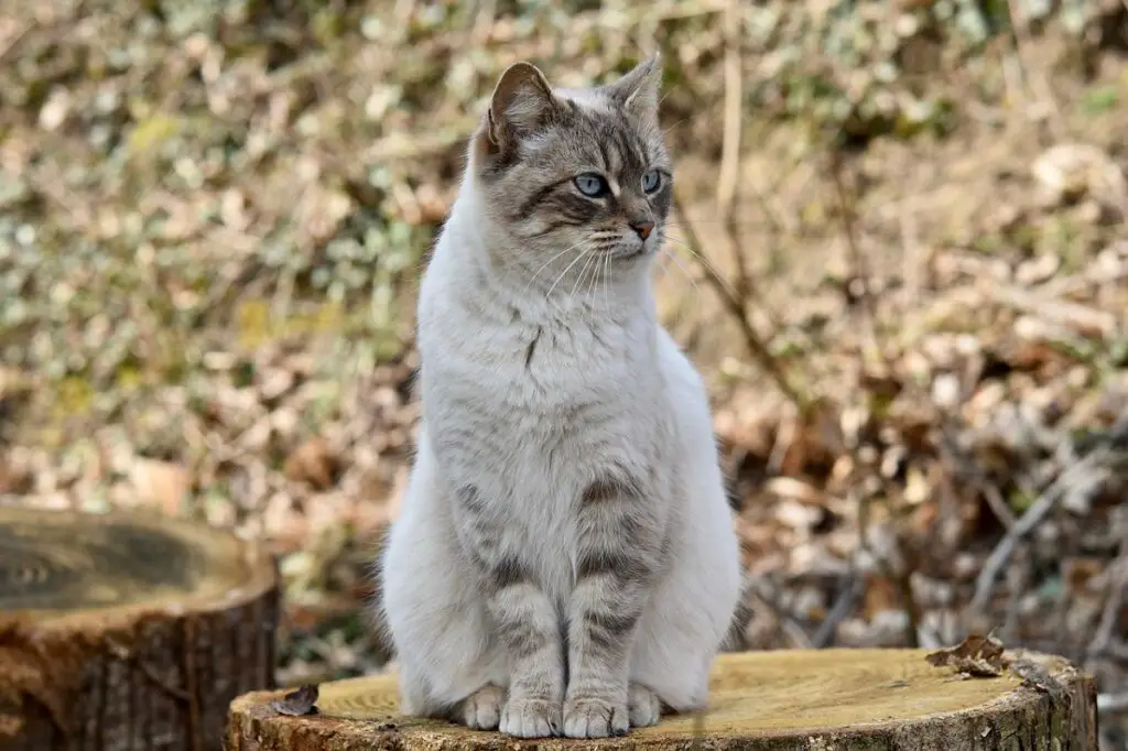 tipi di animali domestici
