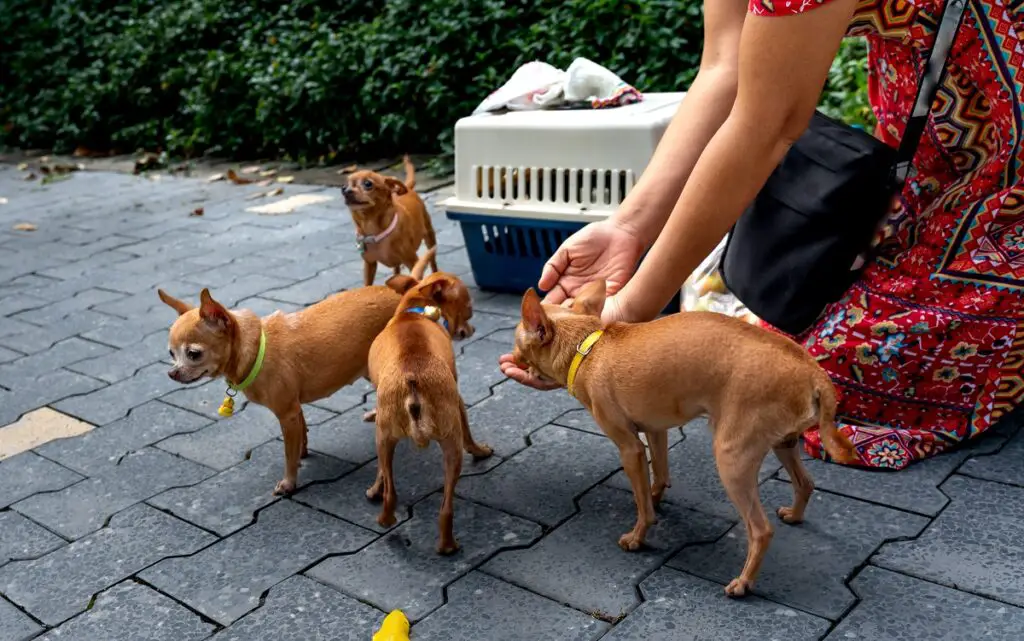 cucciolo di chihuahua
