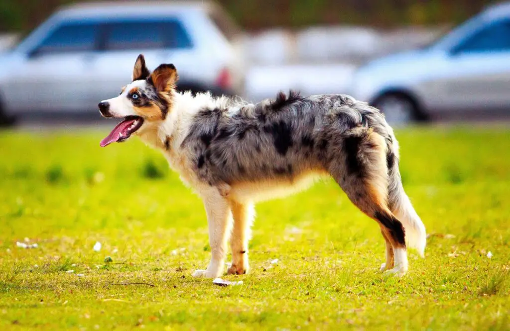 cane colorato