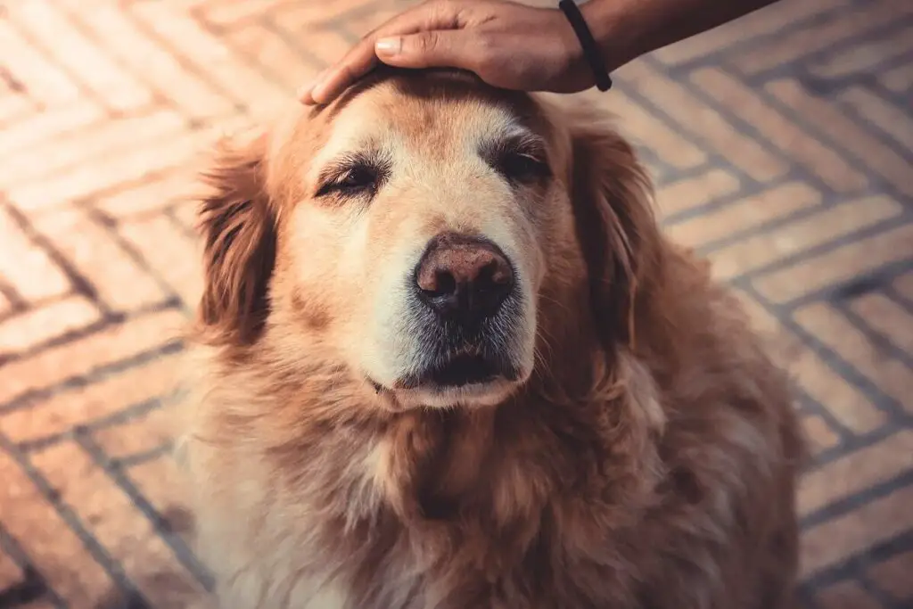 problema di salute comune nel Golden Retriever