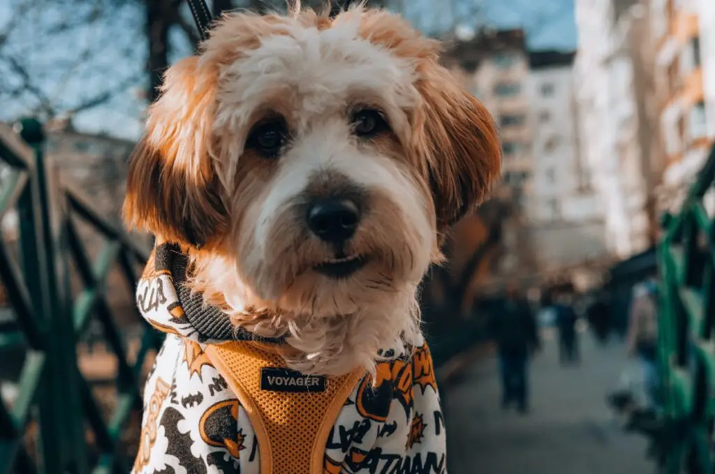 razze di cani misti più belle
