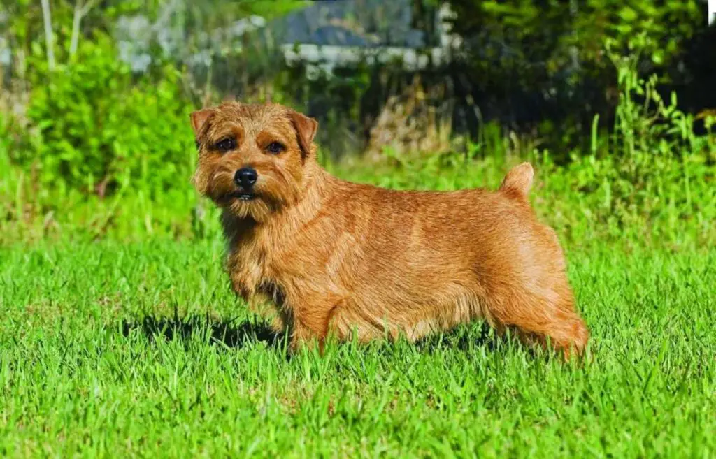 cane con pelliccia rossa
