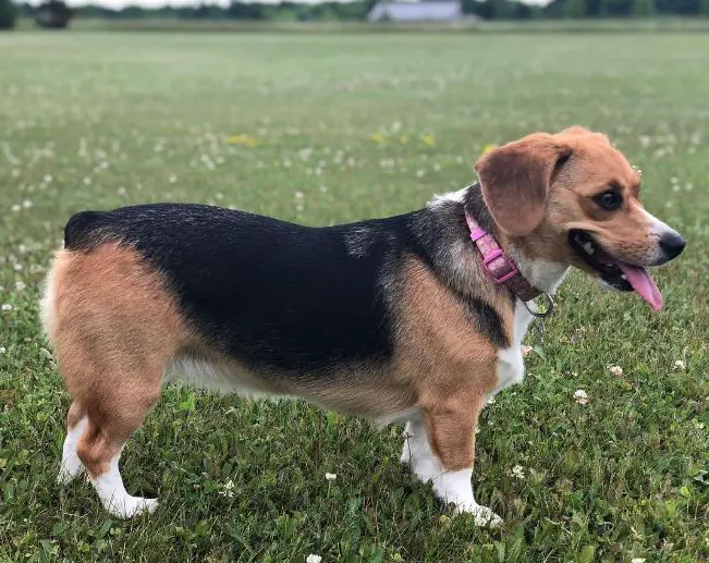 mix di corgi e beagle