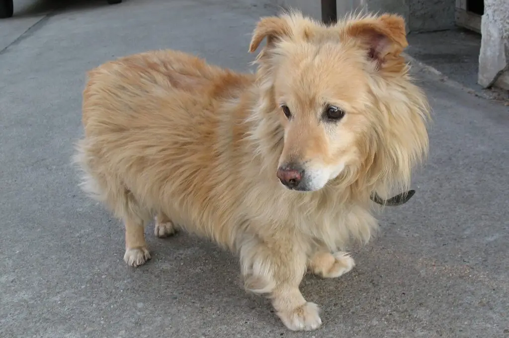 mix di corgi golden retriever
