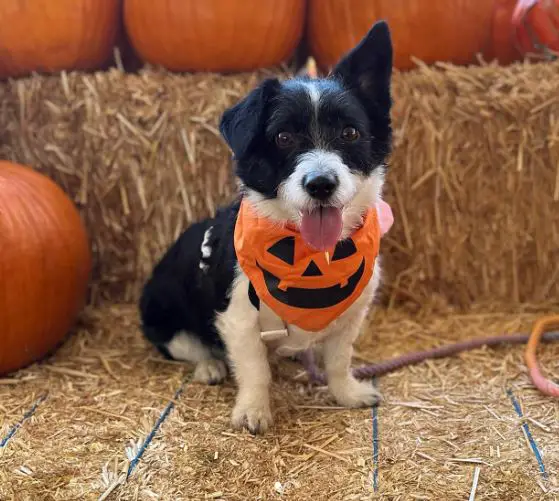 mix di barboncini corgi