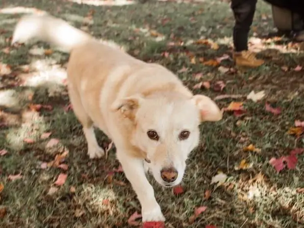 Vendo mix di corgi retriever