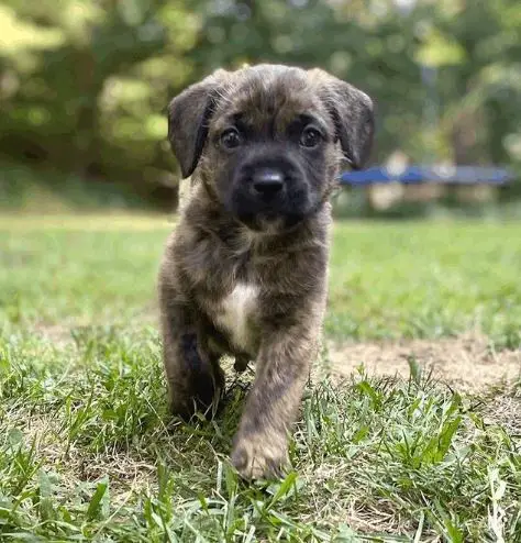 miscela di corgi terrier