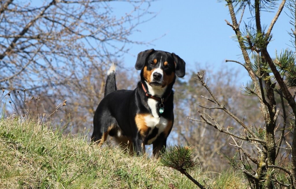 cane da pastore di mucche
