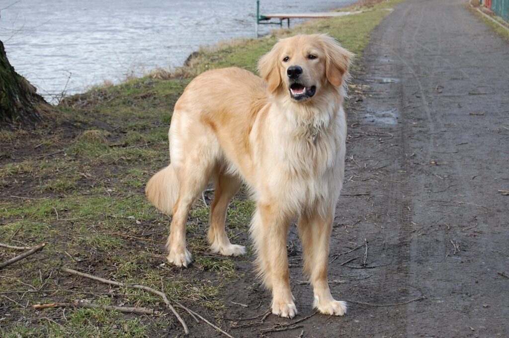 razze di cani di grossa taglia carini
