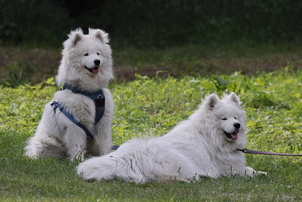 simpatici cani di grossa taglia
