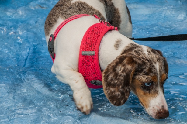 simpatici cani dagli occhi azzurri
