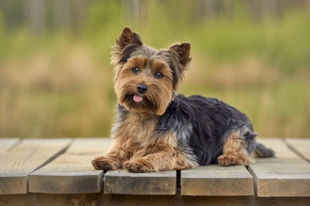 cani carini che non perdono il pelo
