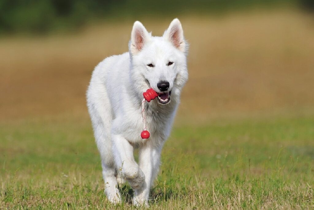 simpatico cane bianco soffice
