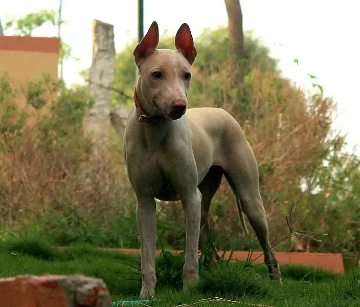 simpatico cane senza pelo
