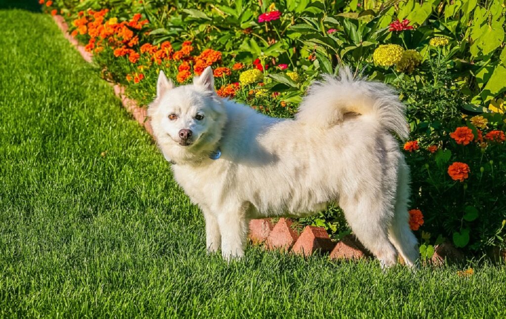 simpatico cagnolino bianco
