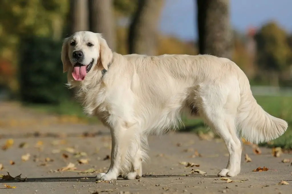 simpatici cani di media taglia
