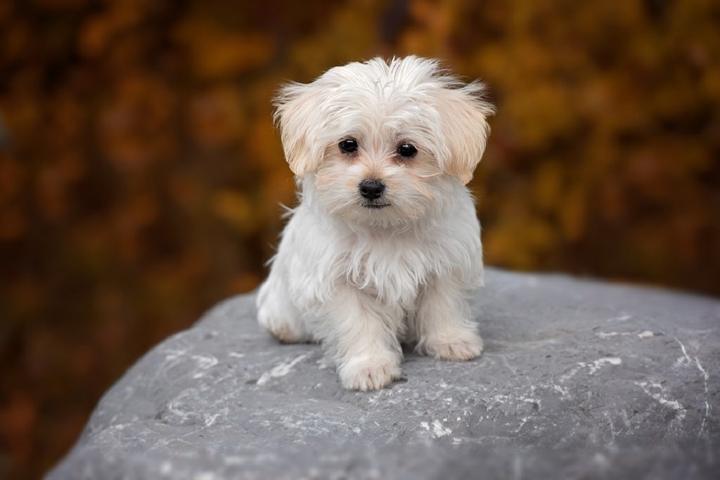 simpatico cagnolino bianco