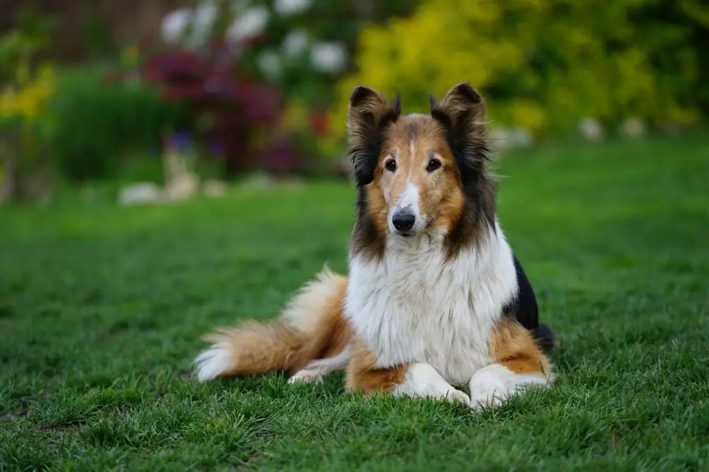 le razze di cani di taglia media più carine
