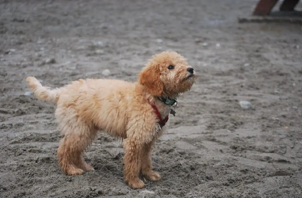 cani bastardi più carini
