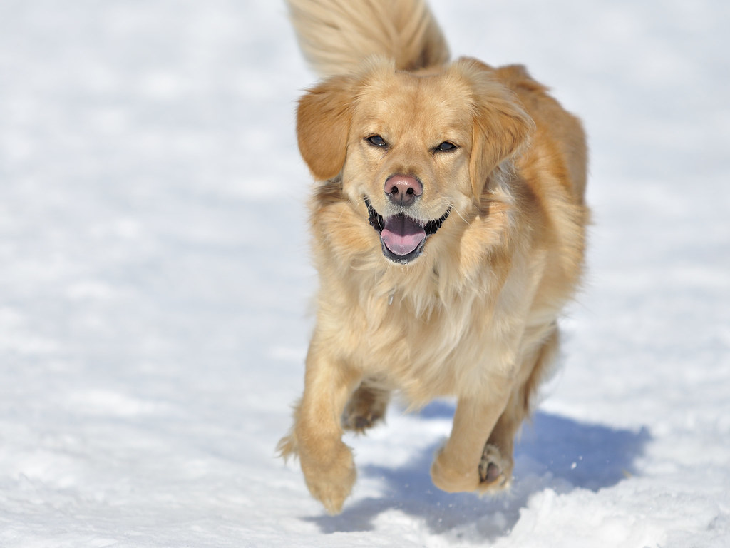 diverse razze di golden retriever
