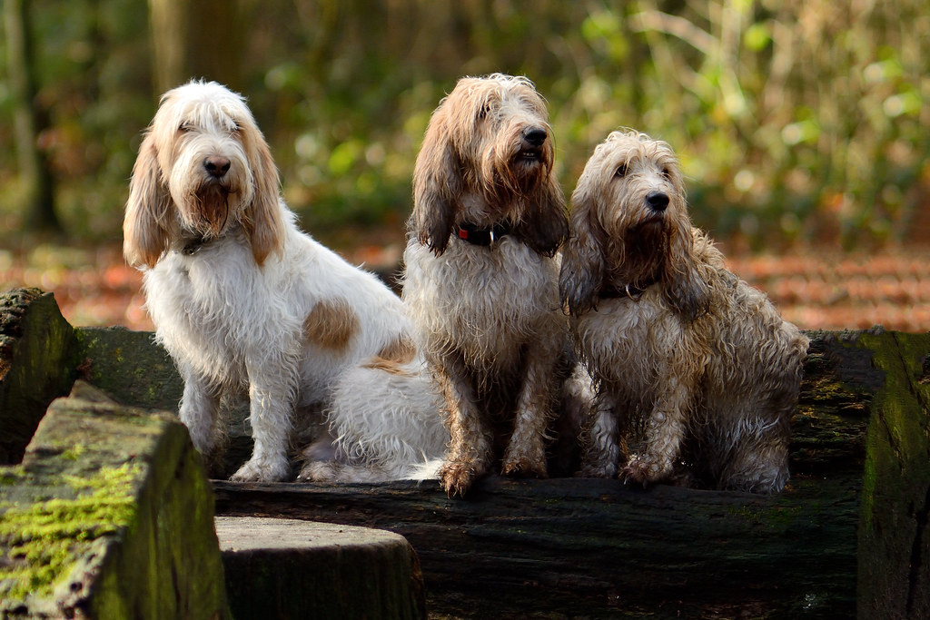 diverse razze di cani da caccia
