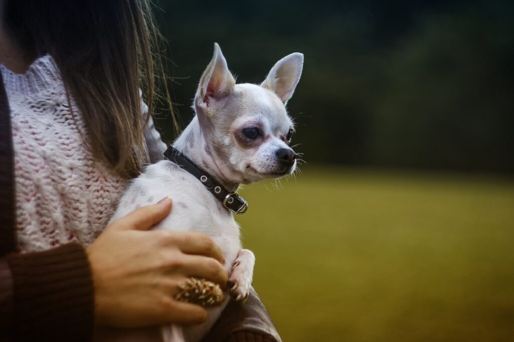 diverse razze di chihuahua
