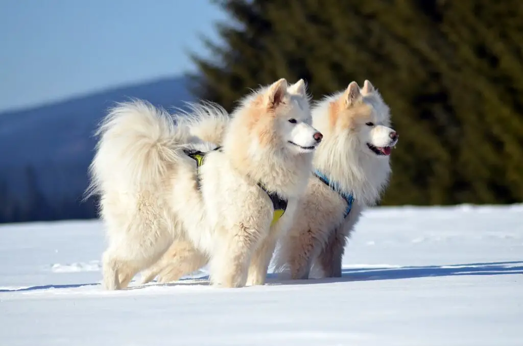 diverse razze di husky
