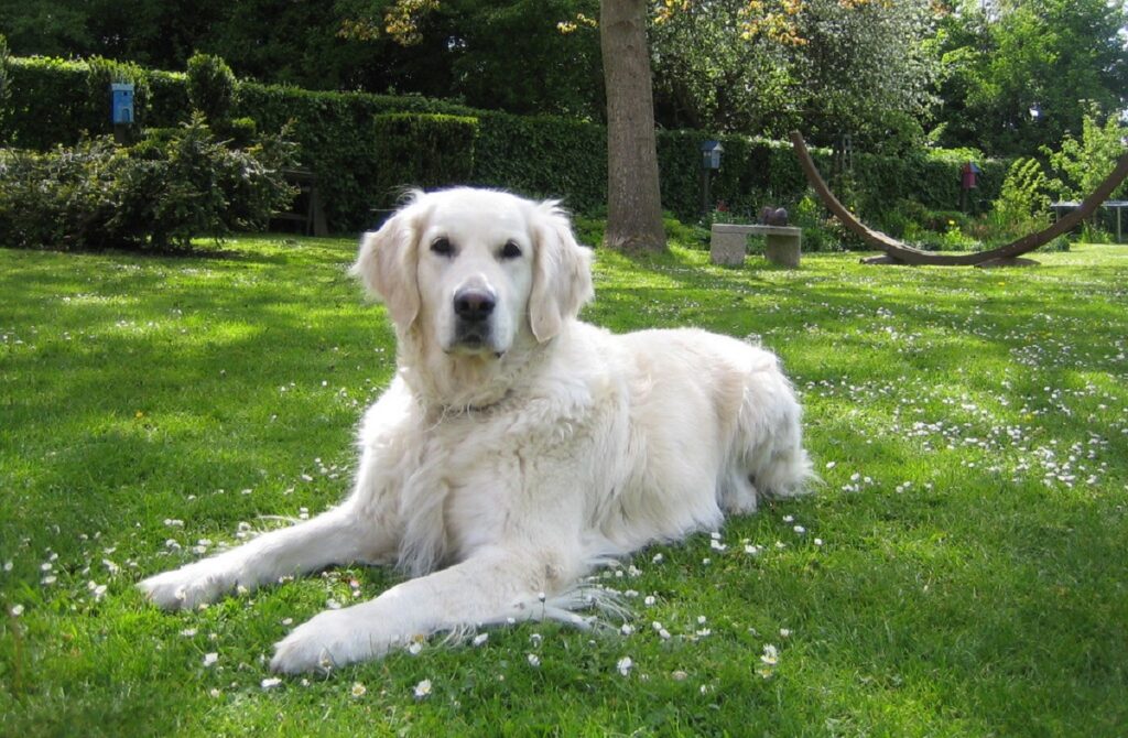 diversi tipi di Golden Retriever
