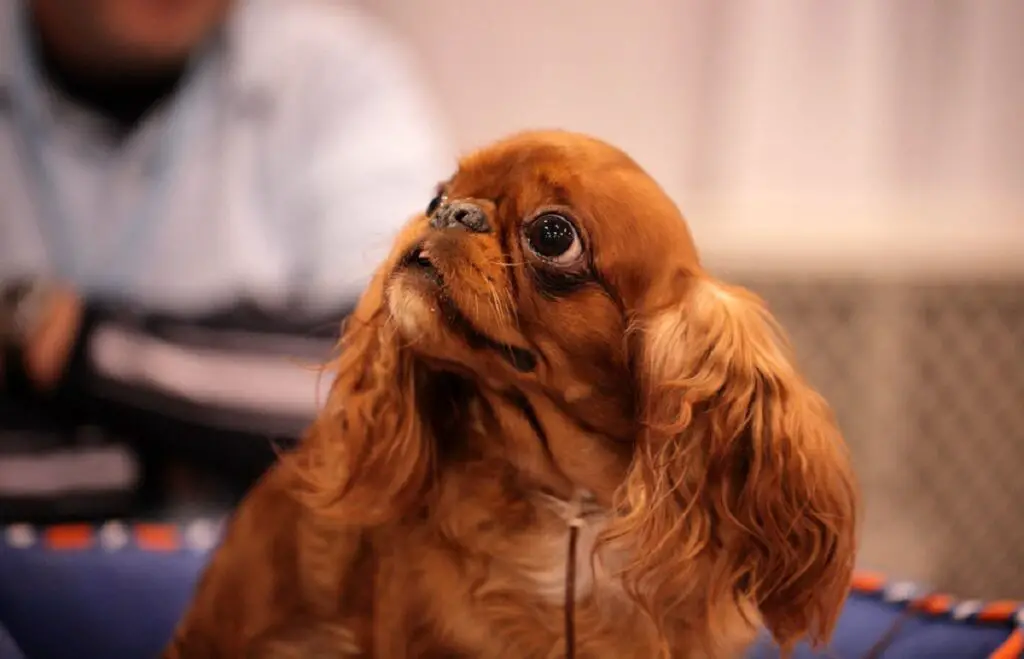 diversi tipi di spaniel
