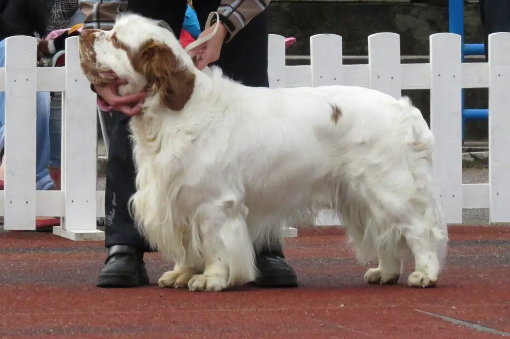 diverse razze di spaniel
