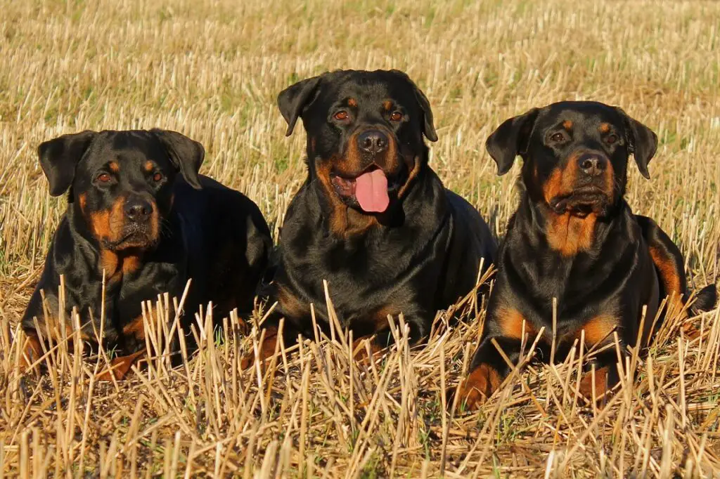 diverso tipo di cane bullo
