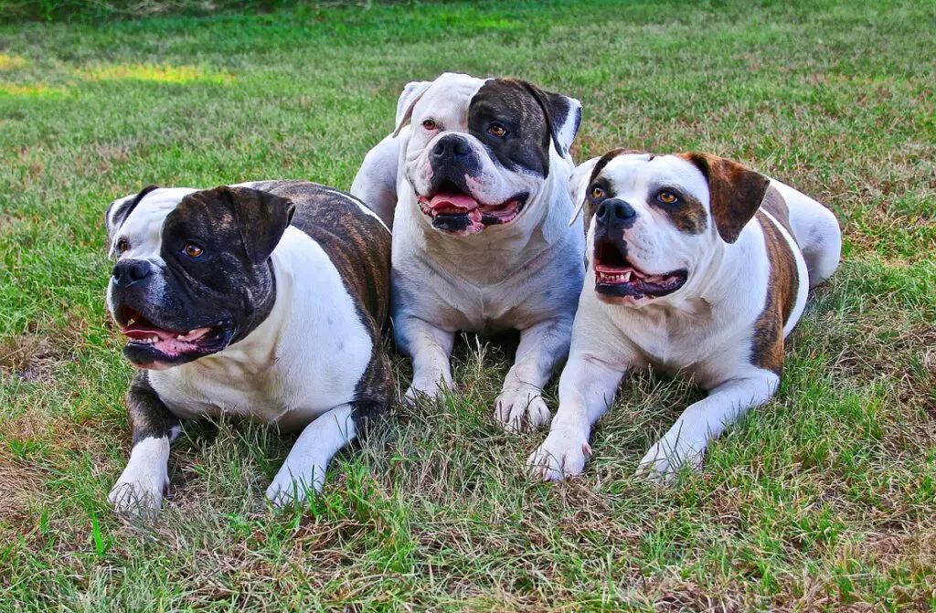 diversi tipi di bulldog
