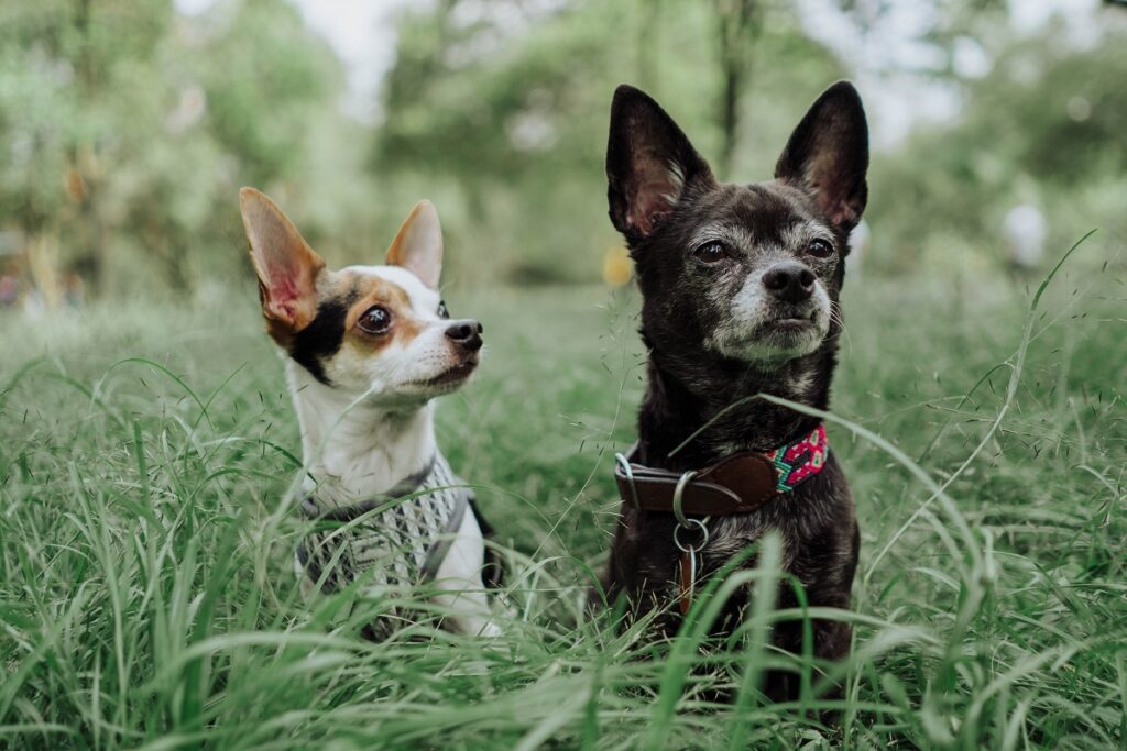 diversi tipi di chihuahua
