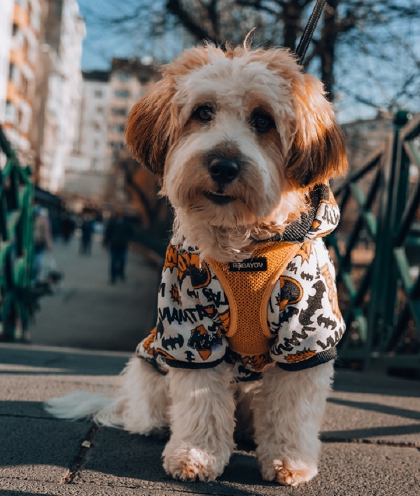 diversi tipi di cani doodle
