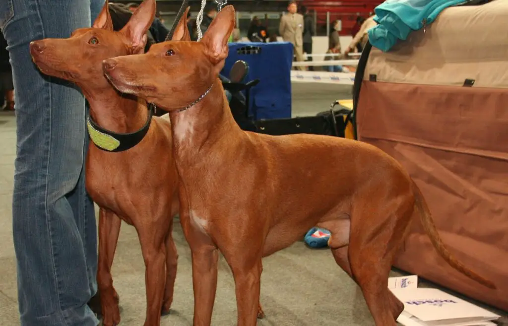 diversi tipi di cani da caccia
