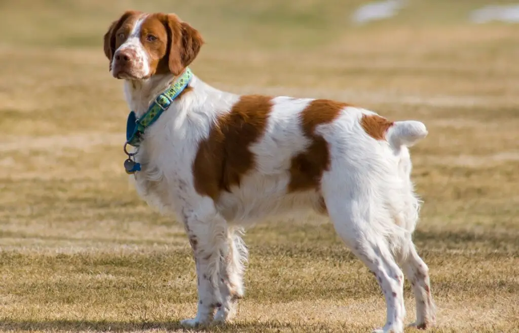 diversi tipi di spaniel
