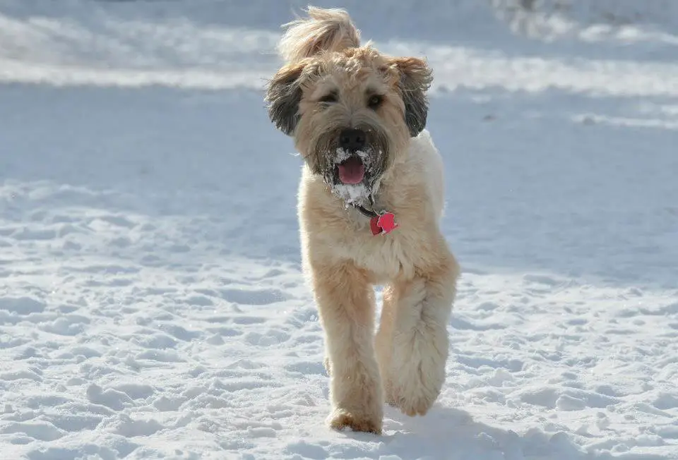 le immagini Getty fanno perdere i terrier