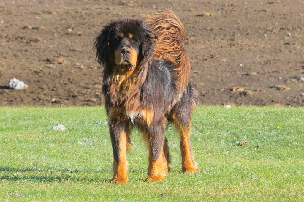 montagna di razza canina
