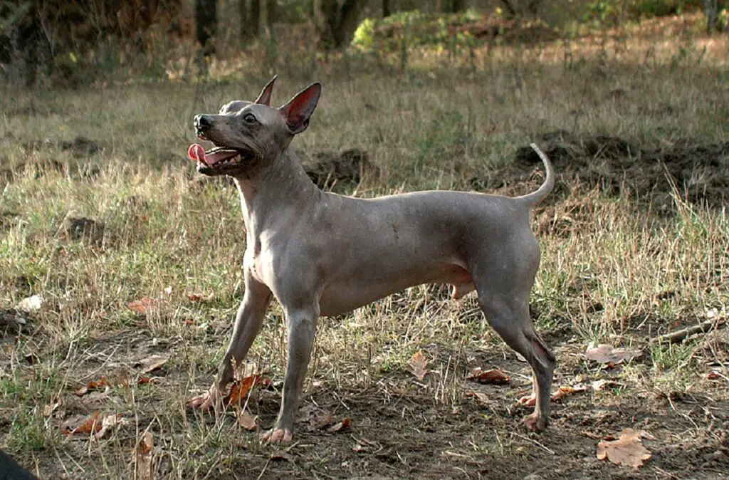 razze di cani che non perdono il pelo
