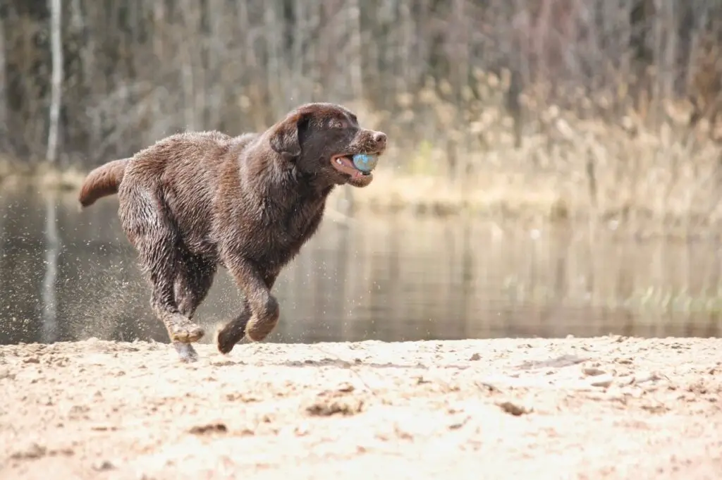 razze di cani che amano l'acqua
