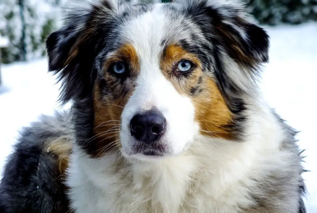 razze di cani con gli occhi azzurri
