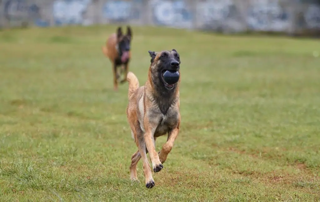 razze di cani con immagini
