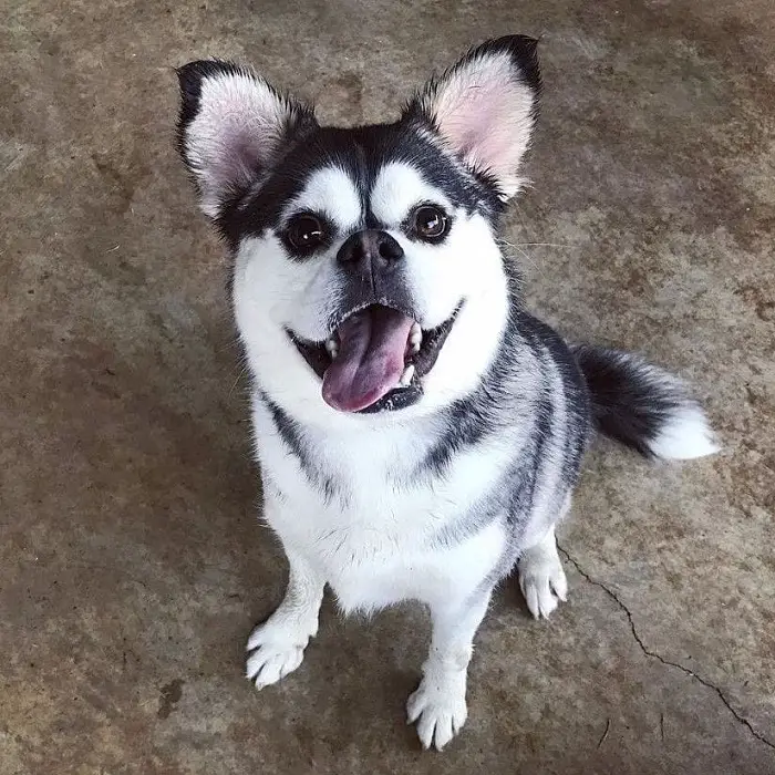 cane che sembra un husky