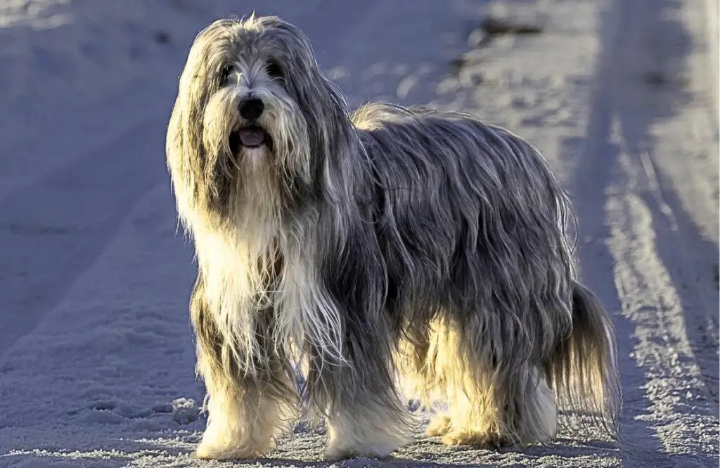 cane con molti peli
