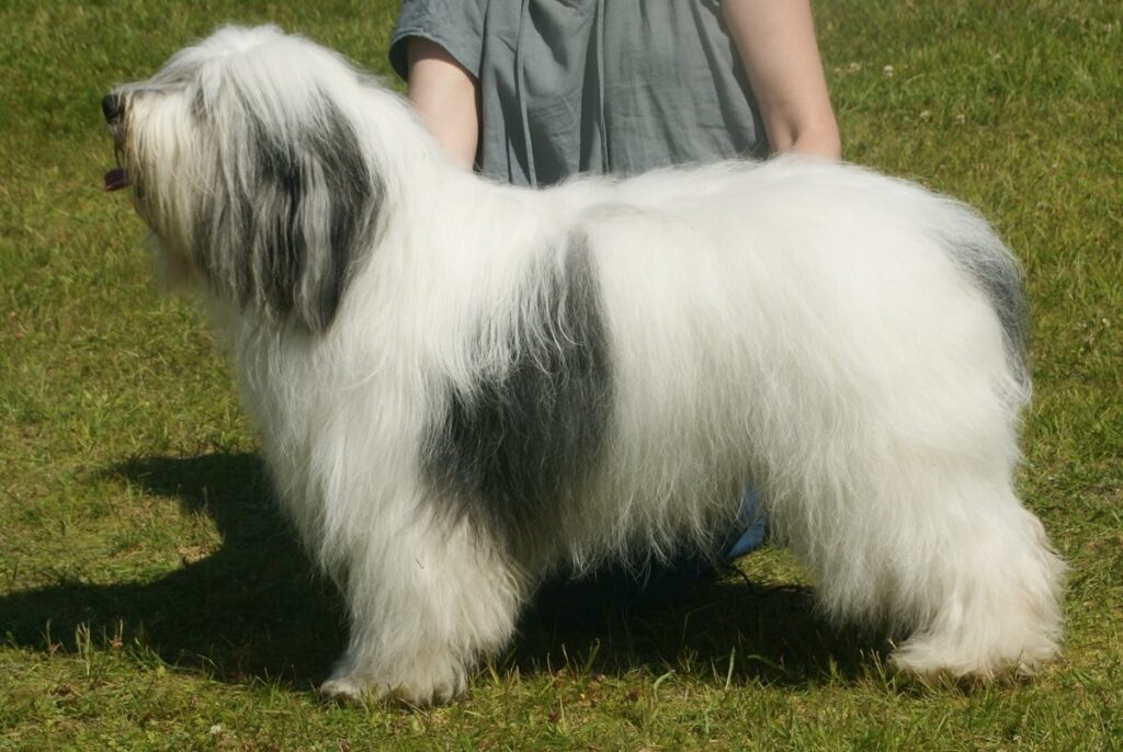 cane con pelo soffice
