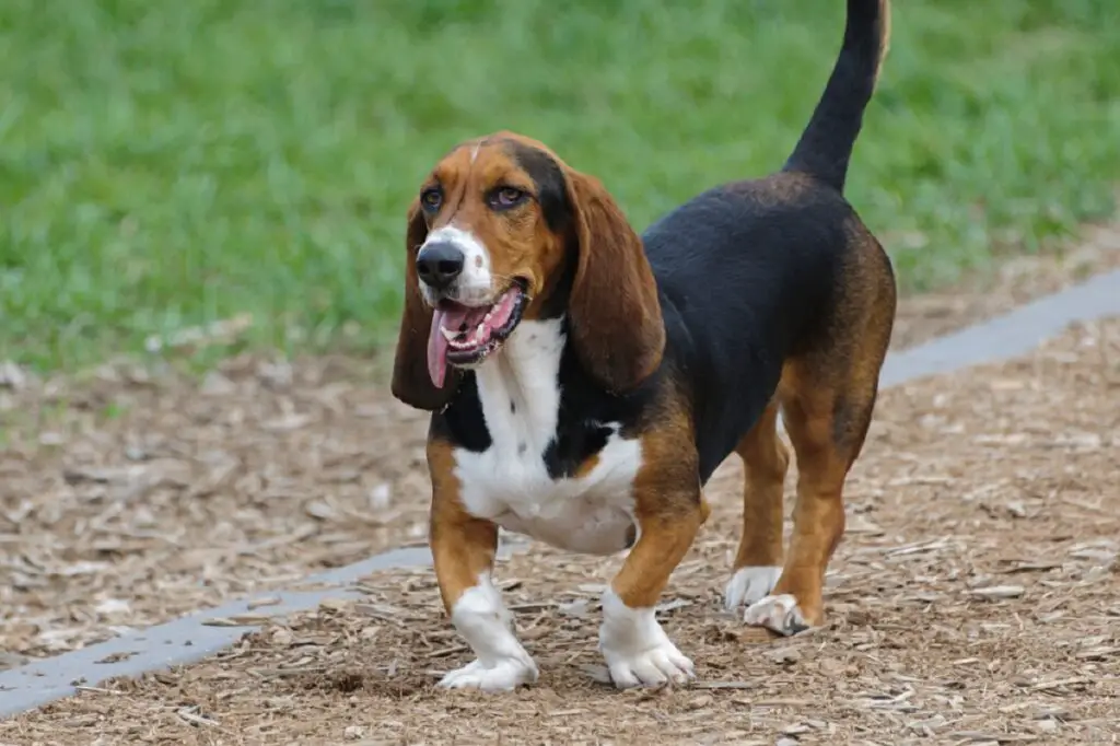 cane con la faccia rugosa
