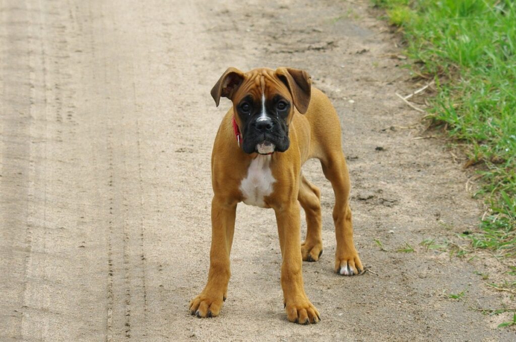 cani per i proprietari prima volta
