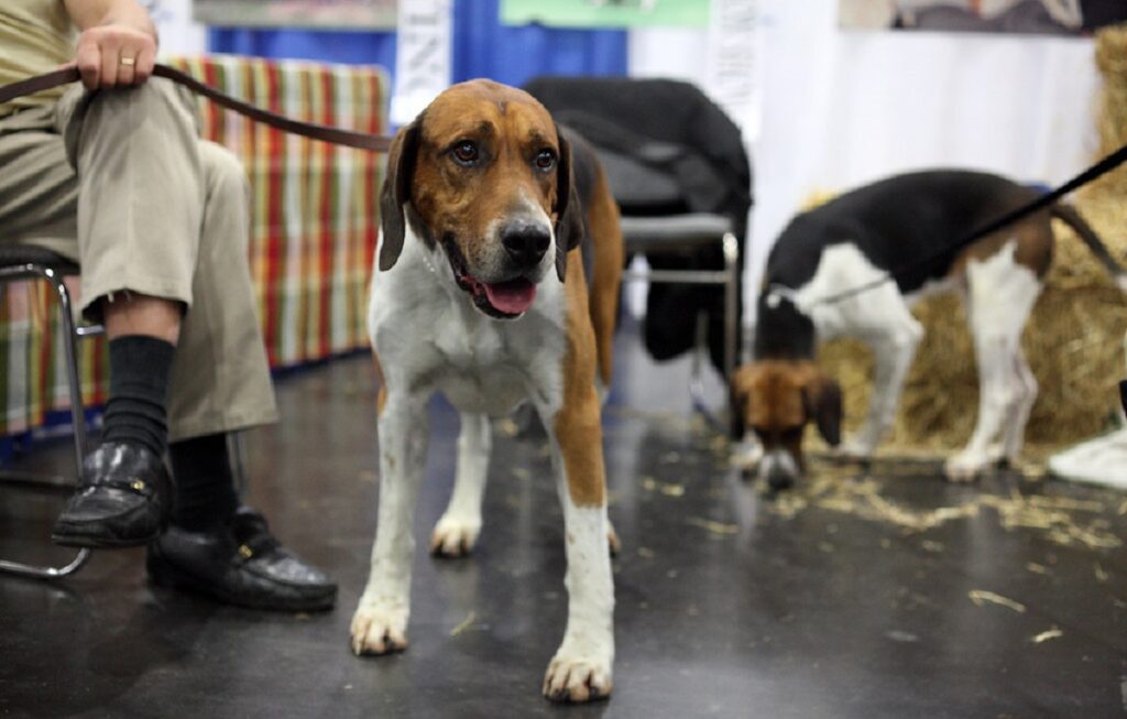 cani del gruppo dei segugi
