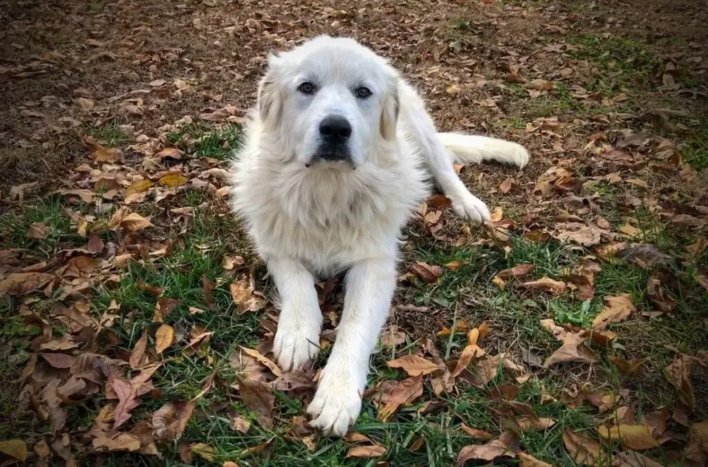 cani che non abbaiano molto e possono essere lasciati soli
